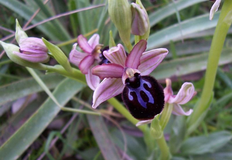 Ophrys sipontensis